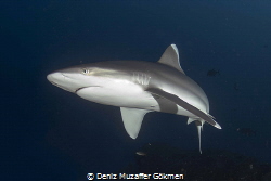 silver tip reef shark by Deniz Muzaffer Gökmen 